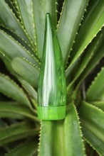 Nestled amongst vibrant aloe vera leaves, a green tube of aloe gel highlights its natural origins,