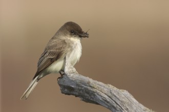 Eastern Phoebe (Sayornis phoebe), Ohio, USA