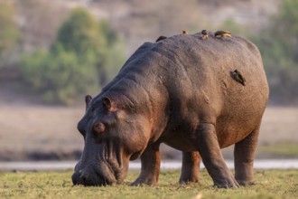 Hippopotamus (Hippopatamus amphibius) grazing, Chobe River, Ihaha, Chobe National Park, Botswana