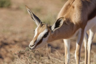 Springbok (Antidorcas marsupialis), young animal, feeding on acacia leaves, head close-up, golden