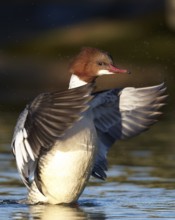 Common Merganser (Mergus merganser) female, Mecklenburg-Western Pomerania, Germany