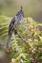 Tufted Tit-Tyrant (Anairetes parulus) perched on a branch in Manu National Park, Peru