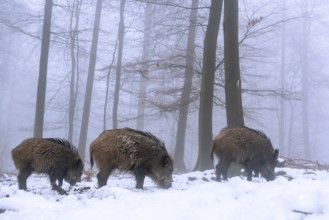Wild boar (Sus scrofa) in the snow in a wintery forest, Teutoburg Forest, Melle, Lower Saxony,