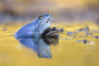 Moor Frog (Rana arvalis) pair mating in spawning pond, Saxony-Anhalt, Germany