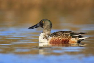 Northern Shoveler (Spatula clypeata) male, British Columbia, Canada