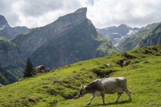 A picturesque scene at Seealpsee in Switzerland features cows grazing peacefully on lush green