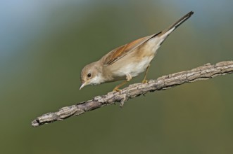 Common Whitethroat (Sylvia communis) perched on a branch, Aosta Valley, Italy