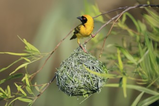 Masked Weaver (Ploceus velatus), adult, male, at the nest, alert, Pilanesberg National Park, North