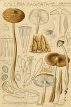 Mushroom, Fungus, Grubby or Slimey Root Root Root, Hymenopellis radicata, syn. Xerula radicata,