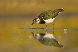 Northern Lapwing (Vanellus vanellus) female, North Rhine-Westphalia, Germany