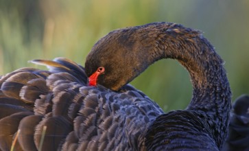 Black Swan (Cygnus atratus), Victoria, Australia