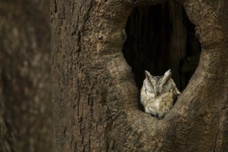 Collared Scops Owl (Otus lettia), Rajasthan, India
