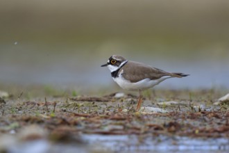 Little Ringed Plover (Charadrius dubius) male, North Rhine-Westphalia, Germany