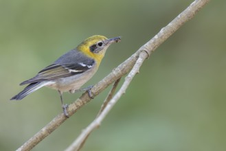 Olive Warbler (Peucedramus taeniatus) perched on a branch in Oaxaca, Mexico