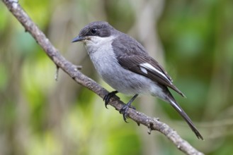 Sigelus silens, Fiscal Flycatcher, Gobemouche fiscal, Papamoscas fiscal, Garden Route National