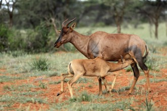 Tsessebe (Damaliscus lunatus), lyrebird, crescent moon antelope, adult, female, juvenile, suckling,