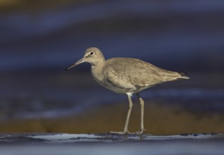 Willet (Tringa semipalmata), California, USA
