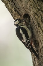 Great spotted woodpecker (Dendrocopos major), Emsland, Lower Saxony, Germany