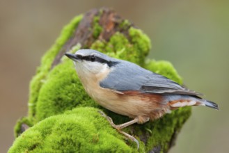 Eurasian Nuthatch (Sitta europaea), Baden-Wuerttemberg, Germany