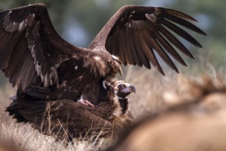 Cinereous Vulture (Aegypius monachus) pair mating, Castile-La Mancha, Spain