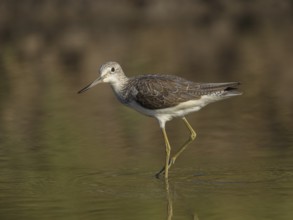 Common Greenshank (Tringa nebularia) foraging, Gambia