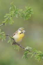 Dickcissel (Spiza americana) perched on a branch, Texas, USA