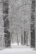 Winter Avenue, Germany