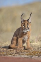 Caracal (Caracal caracal) cub carrying Garden Dormouse (Eliomys quercinus) in jaws, Castile-La