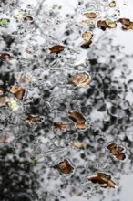 Autumn leaves on a lake, Lusatia, Saxony, Germany
