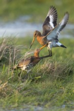 Black-tailed Godwit (Limosa limosa) wrangling, Lower Saxony, Germany