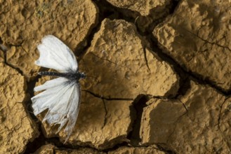 A delicate cabbage butterfly with tattered wings rests on cracked, dry earth, symbolizing
