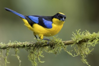 Blue-winged Mountain Tanager (Anisognathus somptuosus) perched on a branch in Colombia, South