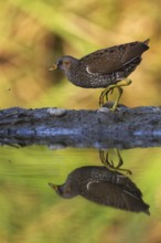 Spotted Crake (Porzana porzana), Saxony, Germany