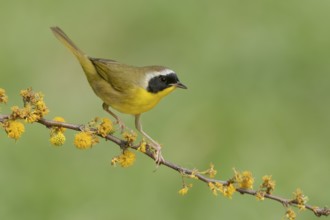 Common Yellowthroat (Geothlypis trichas) male perched on a branch, Texas, USA