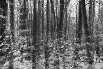 Details, Primeval forest Urwald Sababurg, Hofgeismar, Weser Uplands, Weserbergland, Hesse, Germany