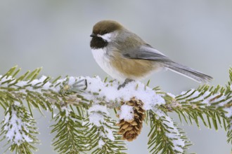 Boreal Chickadee (Poecile hudsonicus), Alaska, USA