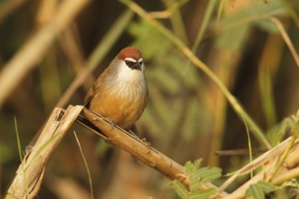 Chestnut-capped Babbler (Timalia pileata), Doi Lang, Thailand
