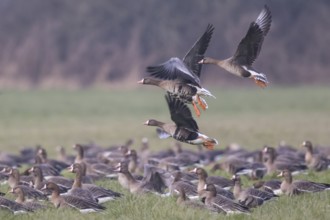 Greater White-fronted Goose (Anser albifrons) group, North Rhine-Westphalia, Germany