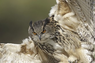 Eurasian Eagle-Owl (Bubo bubo), United Kingdom