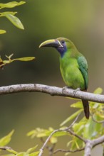 Emerald Toucanet (Aulacorhynchus prasinus) perched on a branch in Costa Rica