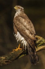 Northern Goshawk (Accipiter gentilis), Netherlands