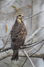 Snail Kite (Rostrhamus sociabilis), Florida, USA