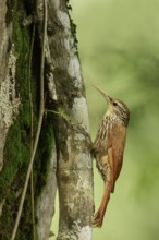 Streak-headed Woodcreeper (Lepidocolaptes souleyetii) perched on a branch in the South of Ecuador