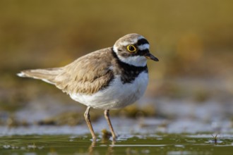 Little Ringed Plover (Charadrius dubius), North Rhine-Westphalia, Germany