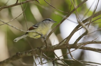 Rufous-winged Antwren (Herpsilochmus rufimarginatus) male perched on a branch, Atlantic rainforest,