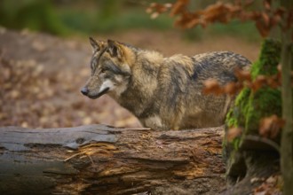 A wolf stands attentively in front of a moss-covered log in the forest, Wolf (Canis lupus), Germany