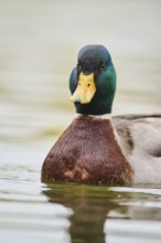 Wild duck (Anas platyrhynchos) male swimming on a lake, Bavaria, Germany