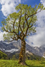 Nature conservancy area Grosser Ahornboden. Sycamore maple trees, Acer pseudoplatanus, in