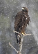 Golden Eagle (Aquila chrysaetos), Maryland, USA