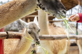 Alpaca and Llama Farm, near Cusco, Peru